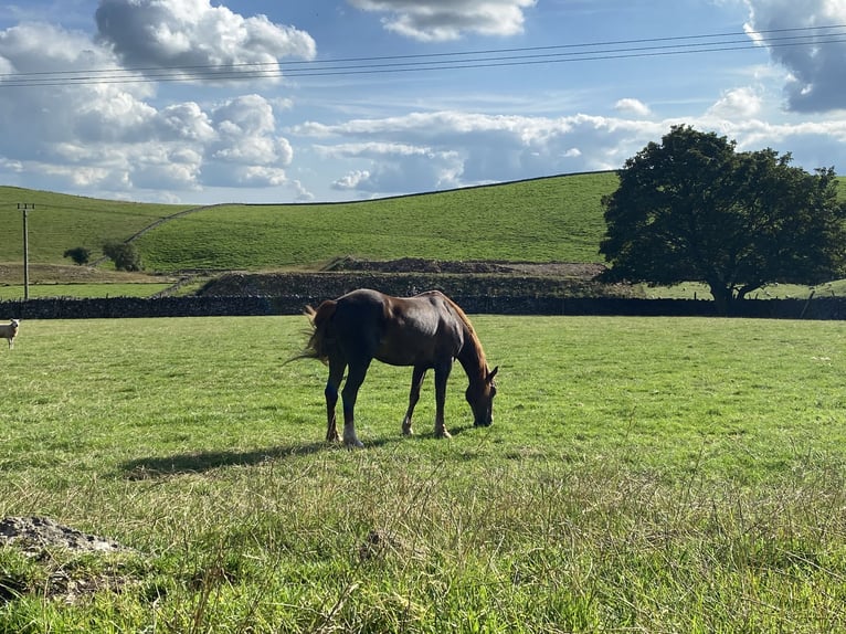 Welsh-PB Ruin 20 Jaar 142 cm Donkere-vos in Buxton Derbyshire