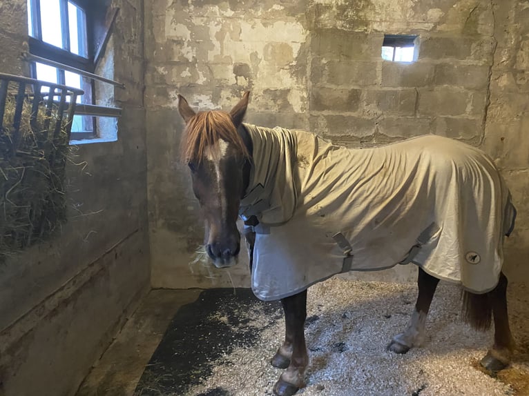 Welsh-PB Ruin 20 Jaar 142 cm Donkere-vos in Buxton Derbyshire
