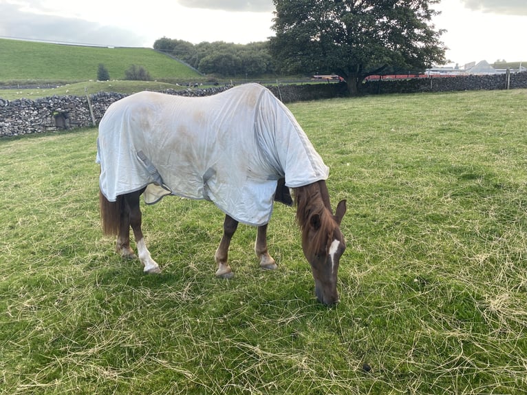 Welsh-PB Ruin 20 Jaar 142 cm Donkere-vos in Buxton Derbyshire