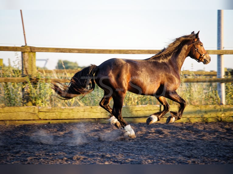 Welsh-PB Ruin 2 Jaar 150 cm Zwartbruin in Meerbusch