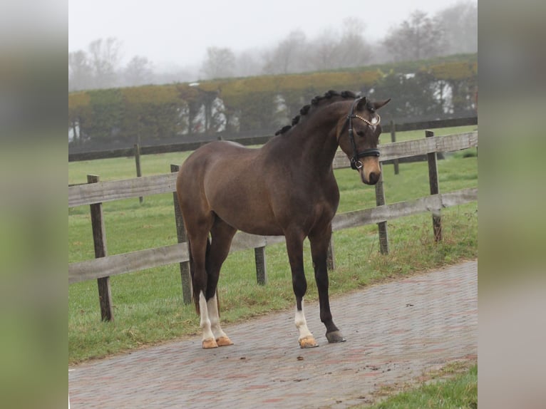 Welsh-PB Ruin 3 Jaar 146 cm Buckskin in Heemskerk