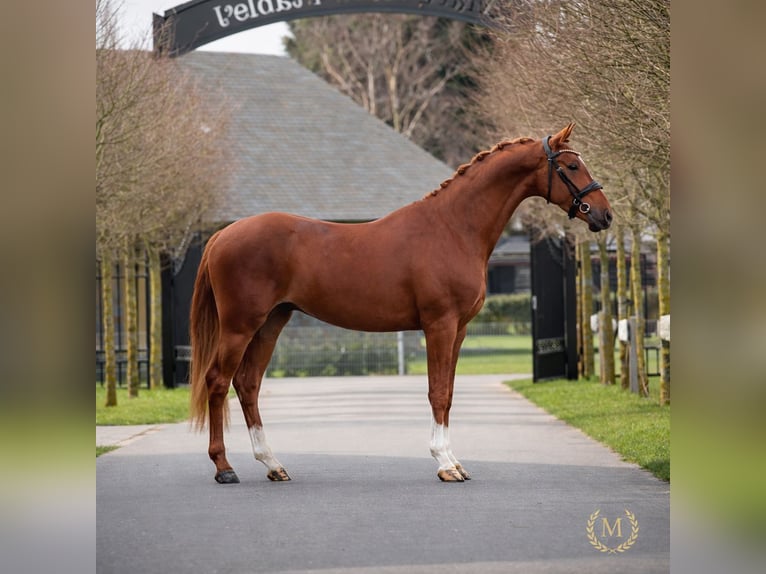 Welsh-PB Ruin 3 Jaar 147 cm Vos in Heemskerk
