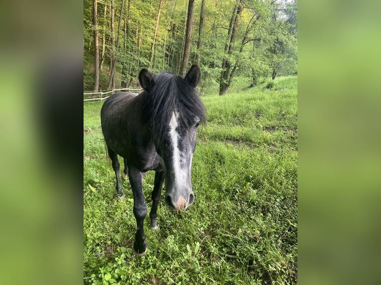 Welsh-PB Mix Ruin 4 Jaar 138 cm Zwartschimmel in Bad Schwanberg