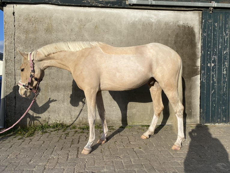Welsh-PB Ruin 4 Jaar 146 cm Palomino in Voorthuizen
