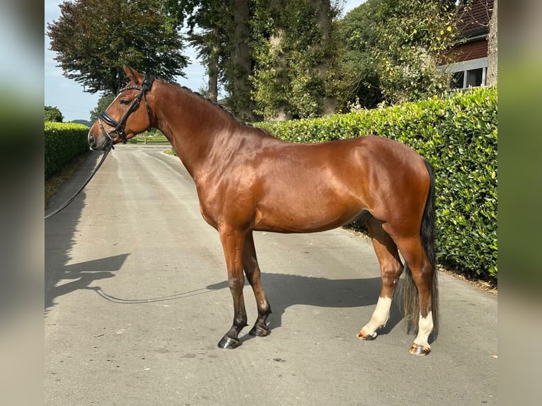 Welsh-PB Ruin 4 Jaar 154 cm Bruin in Vechta