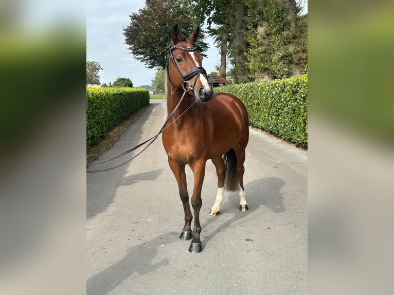 Welsh-PB Ruin 4 Jaar 154 cm Bruin in Vechta