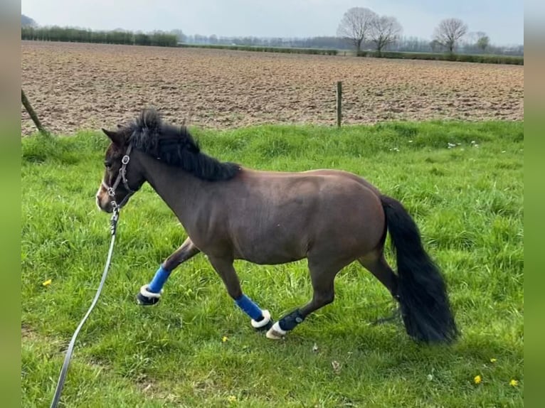 Welsh-PB Ruin 5 Jaar 100 cm Donkerbruin in Baak