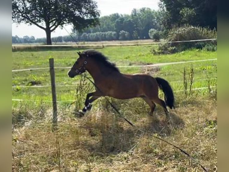 Welsh-PB Ruin 5 Jaar 100 cm Donkerbruin in Baak