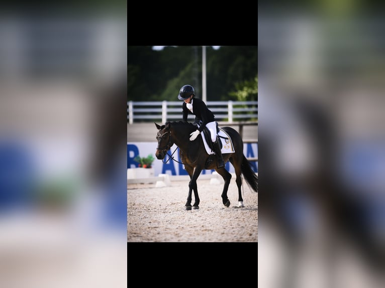 Welsh-PB Ruin 5 Jaar 133 cm Roodbruin in Vallentuna