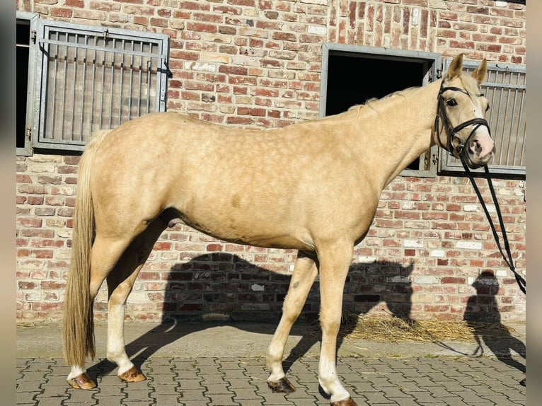 Welsh-PB Ruin 5 Jaar 145 cm Palomino in Grevenbroich