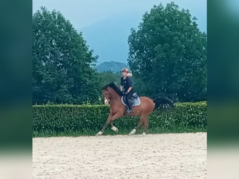Welsh-PB Ruin 5 Jaar 147 cm Bruin in Borgo San Dalmazzo