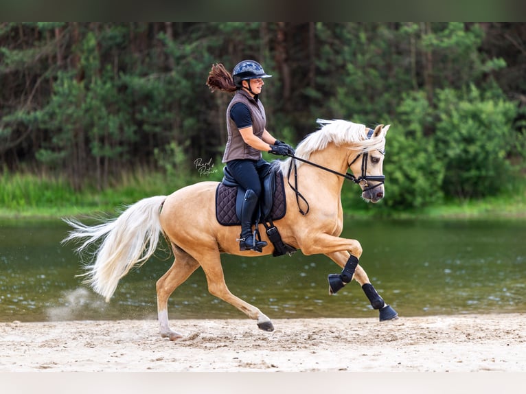 Welsh-PB Ruin 6 Jaar 145 cm Palomino in Bennekom