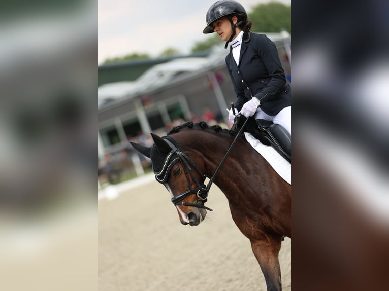 Welsh-PB Ruin 7 Jaar 146 cm Bruin in Heiloo