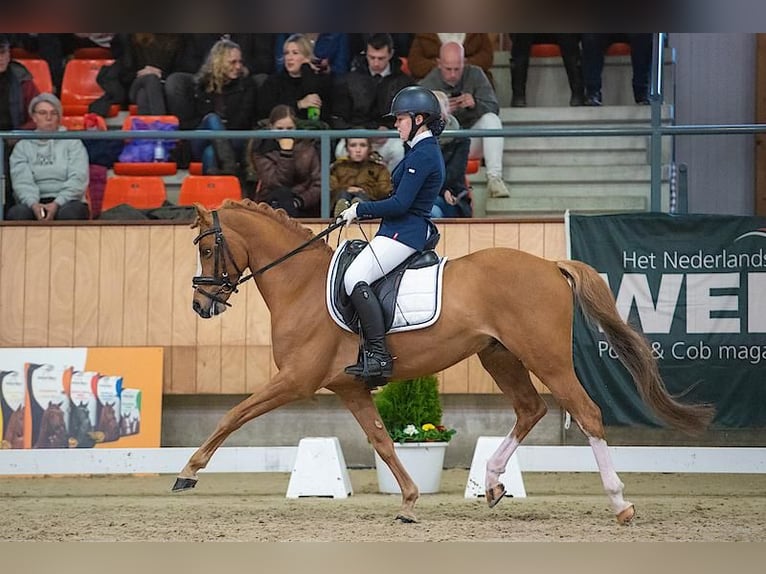 Welsh-PB Stallone 11 Anni 145 cm Sauro in Deurne