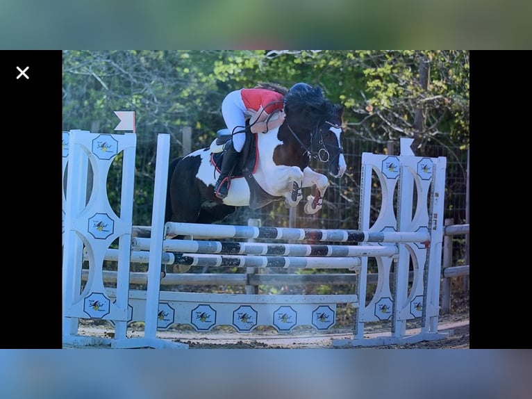 Welsh-PB Stallone 16 Anni 139 cm Tobiano-tutti i colori in LA GENETOUZE