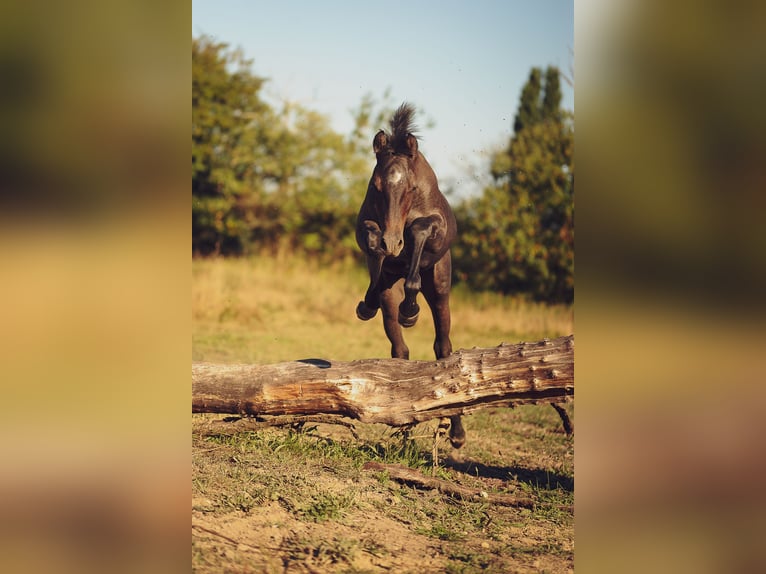 Welsh-PB Stallone 1 Anno 148 cm in Conroret