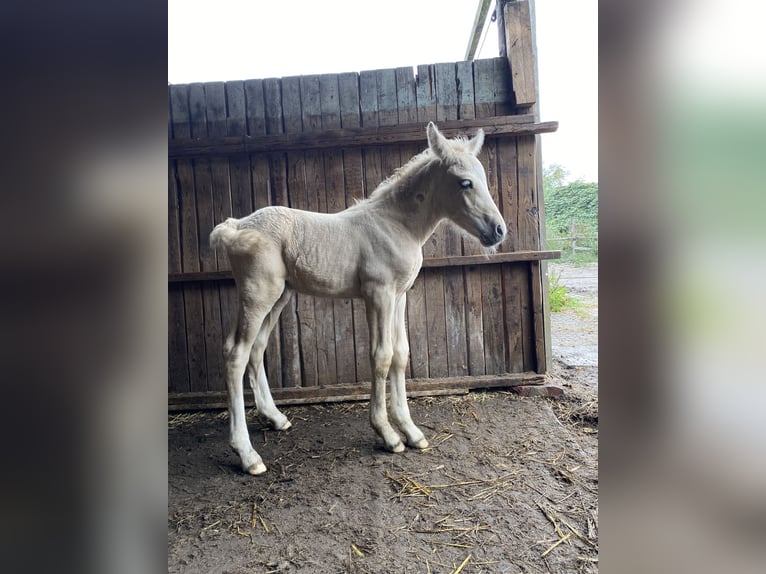Welsh-PB Stallone 1 Anno 150 cm Palomino in Norderstedt