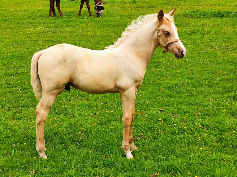 Welsh-PB Mix Stallone 1 Anno 153 cm Palomino in Halle