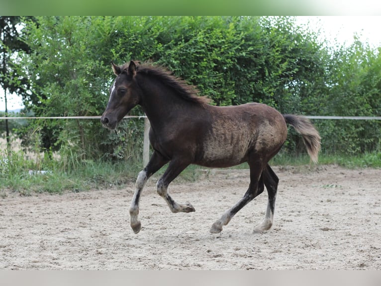 Welsh-PB Stallone 1 Anno Falbo in Pisek