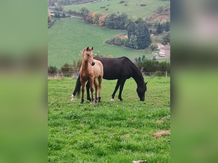Welsh-PB Stallone 1 Anno Falbo in Pont-Trambouze