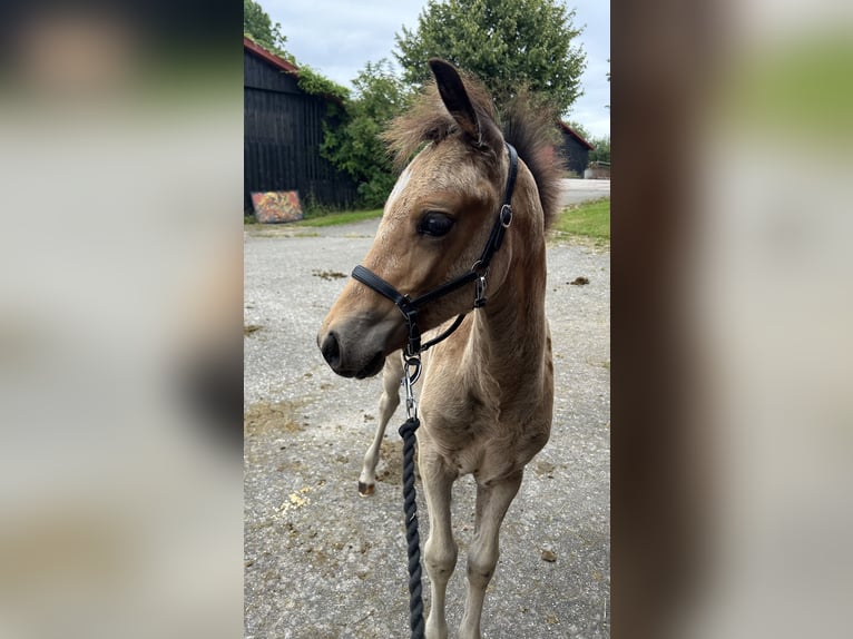 Welsh-PB Stallone 2 Anni 145 cm Pelle di daino in Haslev