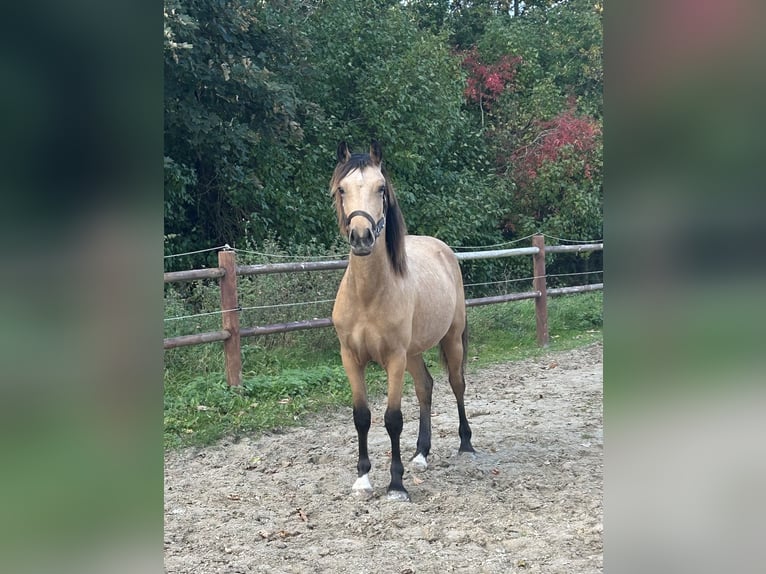 Welsh-PB Stallone 2 Anni 145 cm Pelle di daino in Haslev