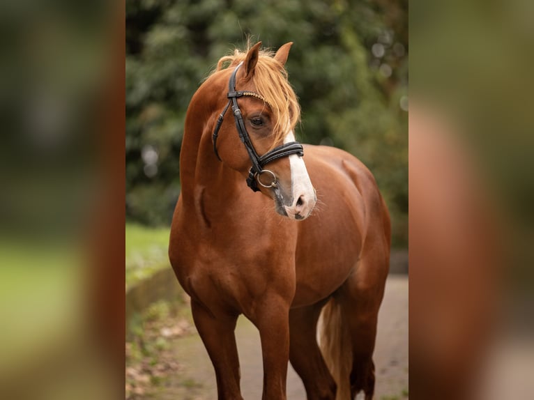 Welsh-PB Stallone 3 Anni 145 cm Sauro in Ouderkerk aan de Amstel