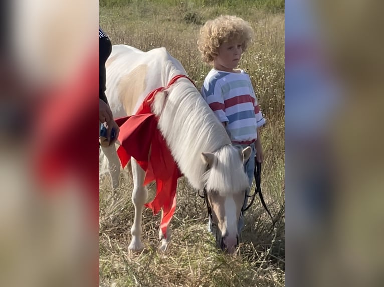 Welsh-PB Mix Stallone 7 Anni 114 cm Pezzato in Novohuivynske, Zhytomyr Oblast