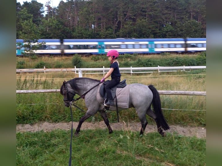 Welsh-PB Stallone Morello in Gudendorf