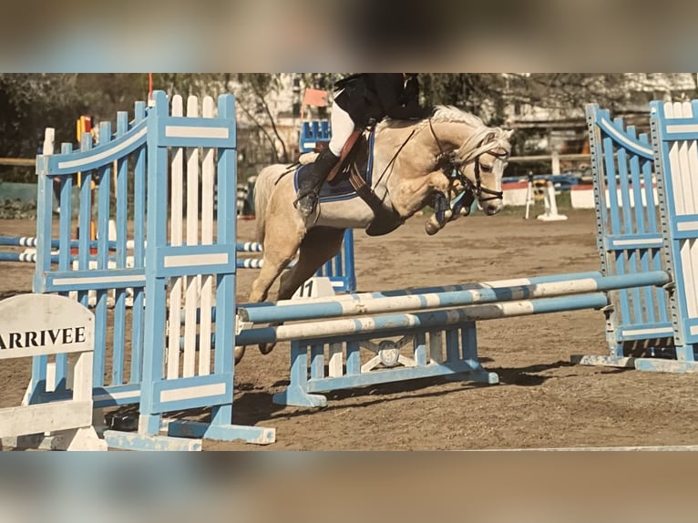 Welsh-PB Stallone Puledri (07/2025) 130 cm Baio chiaro in Manteyer