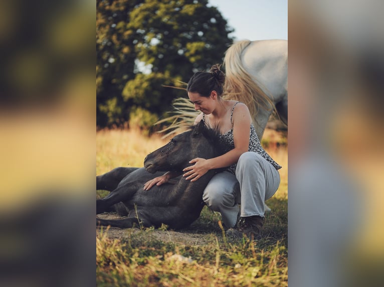 Welsh-PB Stallone Puledri (04/2025) 148 cm in Conroret