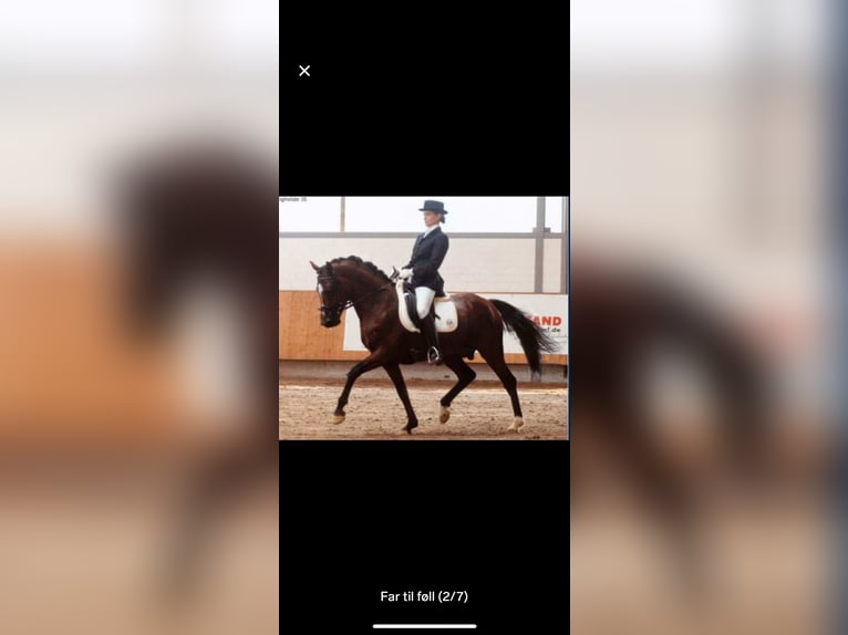 Welsh-PB Stallone Puledri (05/2026) 155 cm Baio ciliegia in Vartdal