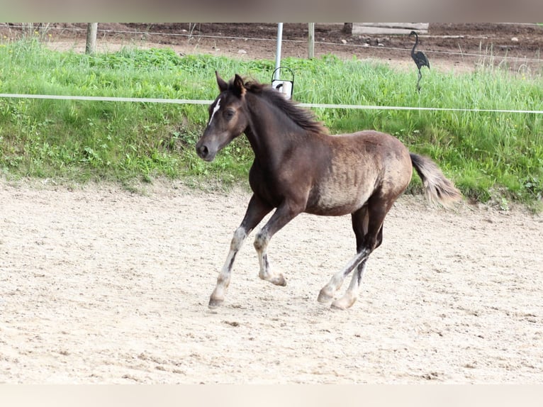 Welsh-PB Stallone Puledri (05/2025) Falbo in Pisek