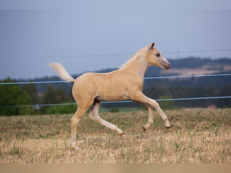 Welsh-PB Stallone Puledri (05/2026) Palomino in Gurbrü