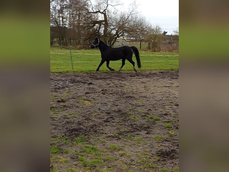 Welsh-PB Mix Stute 10 Jahre 132 cm Rappe in Cröchern