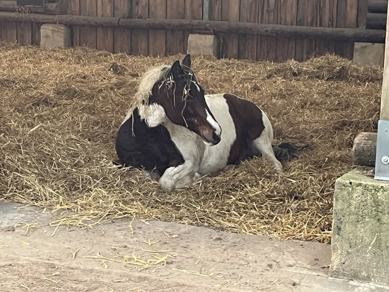Welsh-PB Stute 10 Jahre 152 cm Schecke in Mölln/ Dreschvitz Rügen