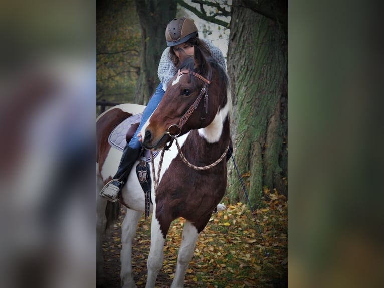 Welsh-PB Stute 10 Jahre 152 cm Schecke in Mölln/ Dreschvitz Rügen