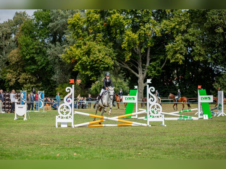 Welsh-PB Stute 11 Jahre 127 cm Schimmel in Gera
