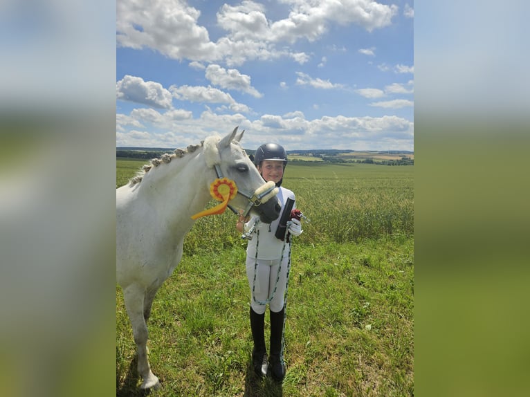 Welsh-PB Stute 11 Jahre 127 cm Schimmel in Gera