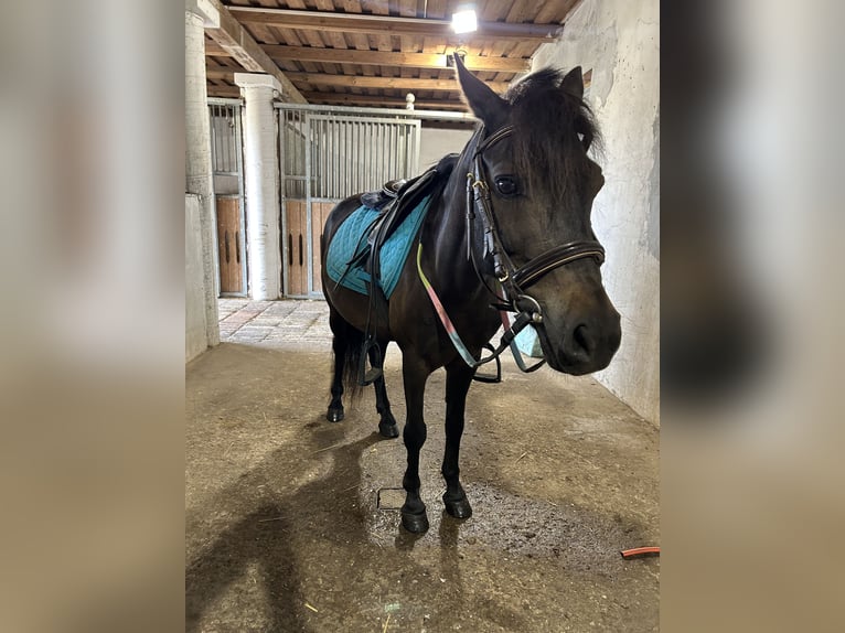 Welsh-PB Stute 12 Jahre 125 cm Rappe in B&#xE1;csalm&#xE1;s