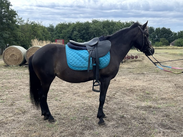 Welsh-PB Stute 12 Jahre 125 cm Rappe in B&#xE1;csalm&#xE1;s