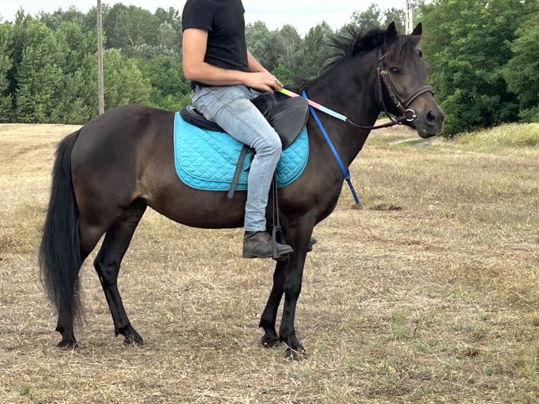 Welsh-PB Stute 12 Jahre 125 cm Rappe in B&#xE1;csalm&#xE1;s
