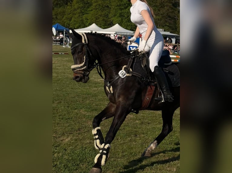 Welsh-PB Stute 12 Jahre 148 cm Dunkelbrauner in Clenze Seelwig