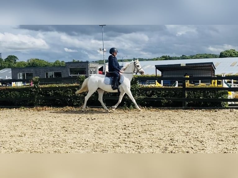 Welsh-PB Stute 13 Jahre 130 cm Schimmel in Sligo