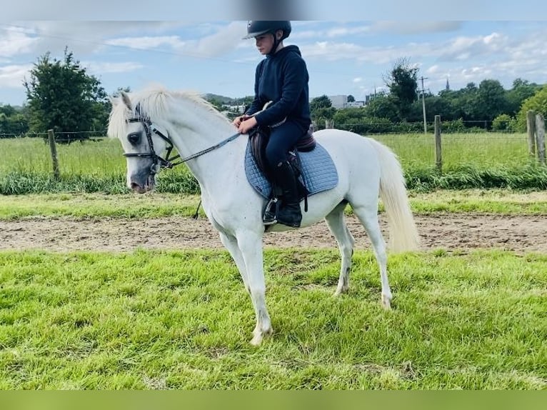 Welsh-PB Stute 13 Jahre 130 cm Schimmel in Sligo