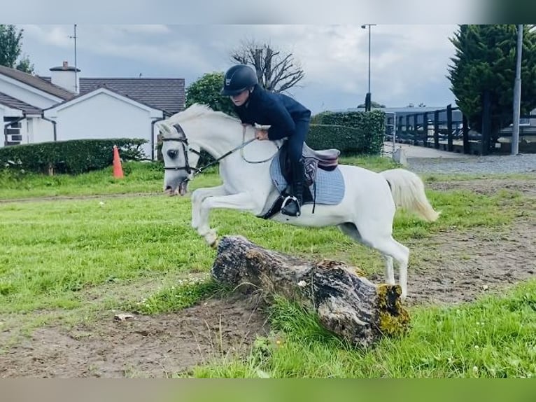 Welsh-PB Stute 13 Jahre 130 cm Schimmel in Sligo