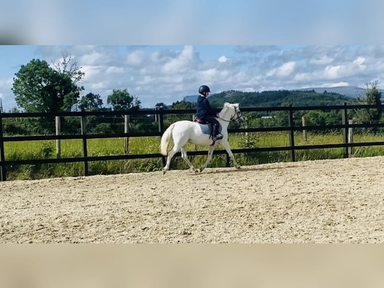 Welsh-PB Stute 13 Jahre 130 cm Schimmel in Sligo