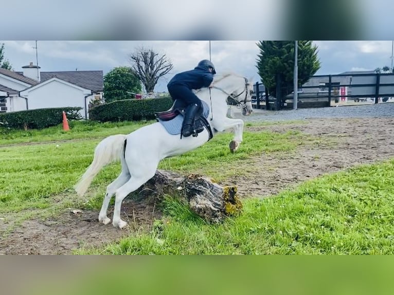 Welsh-PB Stute 13 Jahre 130 cm Schimmel in Sligo