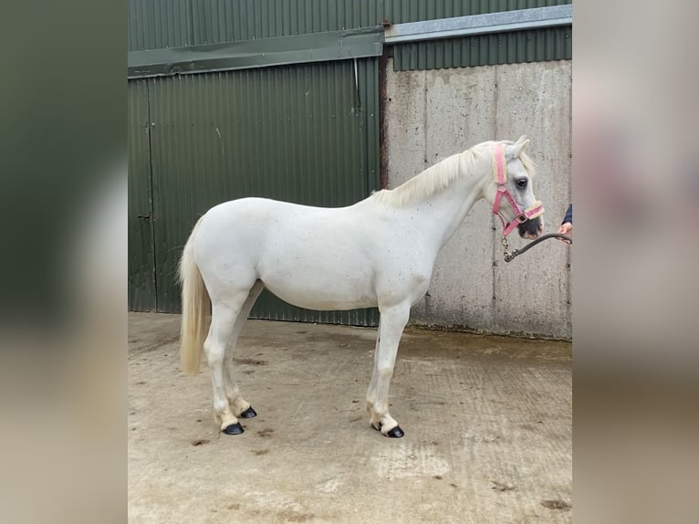 Welsh-PB Stute 13 Jahre 130 cm Schimmel in Sligo