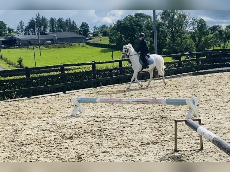 Welsh-PB Stute 13 Jahre 130 cm Schimmel in Sligo